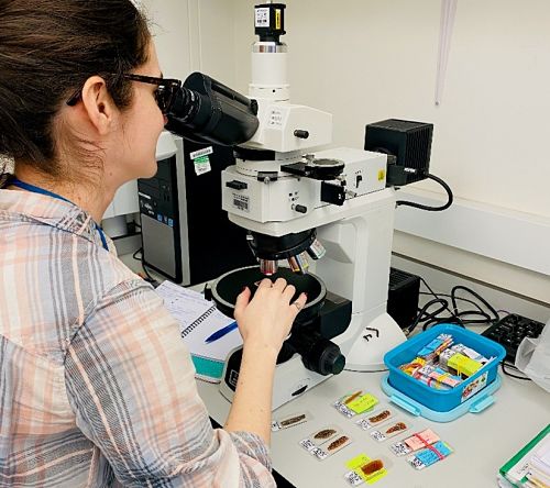 A student using a microscope in the Laboratory of Archaeological pratice